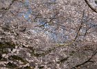 2008-03-31- KYOTO-P1010629